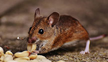 24 Hour & Emergency Exterminators in Johnsons Corner, ND